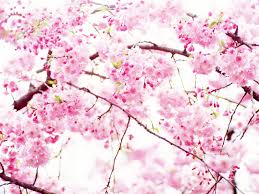 If you only post/reblog anime gifs pls message me so i can follow you Anime Flowers On Tumblr