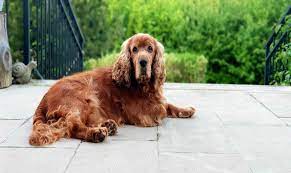 Un eccellente cane da tartufo molti appassionati allevano ed addestrano il cocker spaniel inglese come cane per la ricerca dei tartufi. Cane Cocker Carattere Alimentazione Prezzo E Addestramento