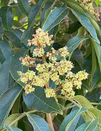 Image result for Sapindus saponaria