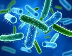 Image result for Legionella