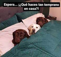 Memes De Firulais Home Facebook Nothing about the text generation is hardcoded, except that the maximum text length is limited for sanity. memes de firulais home facebook