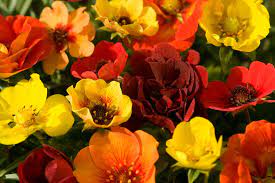 Gardening with you for 75 years the best plants at the best prices. Michigan Bulb Co Home Facebook