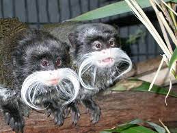 Tiny Monkeys With Mustache Emperor Tamarin Named Because Of Similarity To German Emperor Wilhelm Ii Mustache Lives Peru Unusual Animals Weird Animals Animals