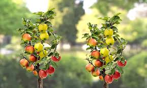 Cost of 1 kg of mango : One Or Two Duo And Trio Fruit Trees