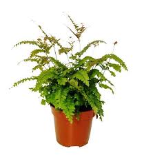 Image result for Adiantum hispidulum