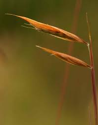 Image result for Monocymbium