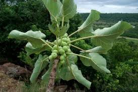 Image result for Ficus abutilifolia