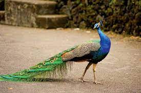 Great looks, great vibes and a whole lot of family styles and trends. Peacock Facts Habitat Britannica