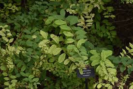 Image result for Spiraea billardii