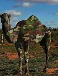 Camels can run at 25 mph (40 kph) for long periods. If You Look Closely You Can See That There Is Actually A Camel Hiding In This Photo 9gag