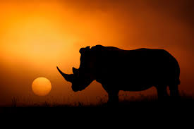 Encuentre y compre el libro rinoceronte en libro gratis con precios bajos y buena calidad en todo el mundo. Libro El Rinoceronte Descarga Una Breve Introduccion Del Libro El Momento Es Ahora