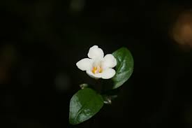 Image result for Mostuea brunonis