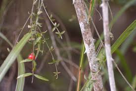 Image result for Crossopetalum mossambicense