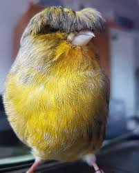 We did not find results for: Meet Barry The Canary The Bird With A Bowl Feathercut Who Won Over The Internet S Hearts With His Looks Bored Panda