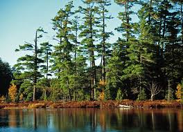 We did not find results for: Pinus Strobus Wikiwand