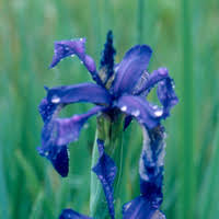 Image result for Scabiosa drakensbergensis