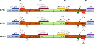 Image result for Ctenium concinnum