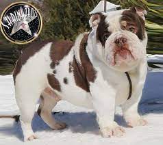 Check spelling or type a new query. Zeus Miniature Bulldog Bulldog English Bulldog Puppies Olde English Bulldog Puppies