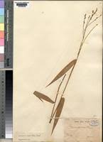 Image result for Acroceras zizanioides