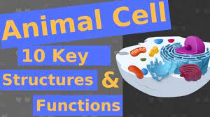 At the center of the cell is the cell nucleus which contains the genetic code (dna). 10 Key Structures And Functions Of The Animal Cell Youtube
