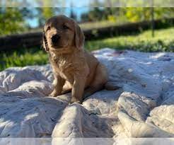 Check spelling or type a new query. Golden Retriever Dogs For Adoption In Maine Usa Page 1 10 Per Page Puppyfinder Com
