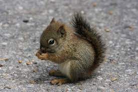 Https Flic Kr P 28wlbe Baby Squirrel Cute Little Baby Squirrel My Brother Andrew Photoed Scampering A Baby Animals Pictures Baby Squirrel Newborn Animals