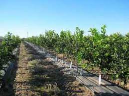 The tangelo tree is sweetness defined why tangelo trees? Citrus Tissue Culture Club Set To Grow Growing Produce