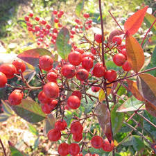 May 14, 2020 · chinese pistache (pistacia chinensis) dawn redwood (metasequoia glyptostroboides) american sweetgum (liquidamber styraciflua) fruitless sweetgum (liquidamber styraciflua 'rotundifolia') tuliptree (liriodendron tulipifera) plus, make sure you know these tree pruning techniques to keep your trees healthy. Buy Chinese Pistachio Pistacia Chinensis 10 Seeds Online Seeds Hobbyseeds Store