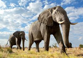 Check spelling or type a new query. Elephant Symbolism Meaning Totem Spirit Omens World Birds