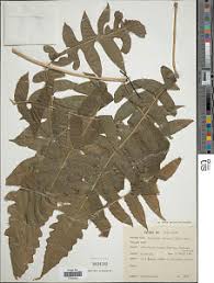 Image result for Blotiella currorii