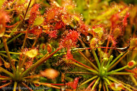 Image result for Rotala capensis