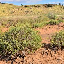 Image result for Pentzia incana