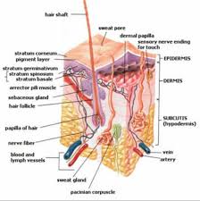 Cross Section Diagram Of The Hair And Scalp Skin Anatomy Skin Facts Integumentary System