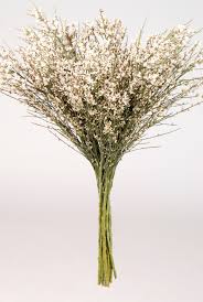 Image result for Genista