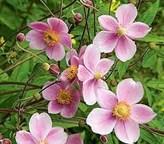 Anemone White Flower Farm Flowers Perennials Shade Loving Perennials White Flower Farm