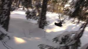Finn nyttig informasjon om tiur og hvilke muligheter dette ordet gir deg i wordfeud. Tiur Flyr Ut Av Dokk Capercaillie Flying From A Closed Snow Burrow 2012 Youtube