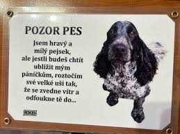 Image result for anglický kokršpaněl