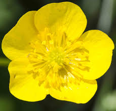 The importance of flowers in the culture along with symbolism and taboos. Names Of Common Flowers In Mandarin Chinese