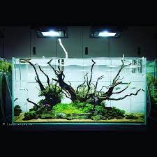 Aquascape Aquascaping Plants Hardscape Akuarium Seni Konsep Hewan