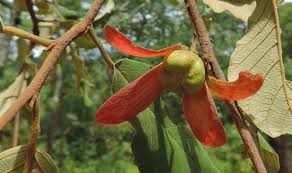 Image result for Monotes hypoleucus