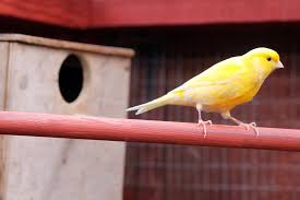 Canary Bird Species Profile