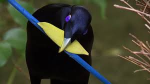 Bird Of Paradise Mating Dance Funny Bird Seduction Techniques Life Story Bbc Animals Weird Birds Bird