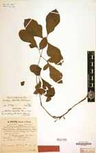 Image result for Gonatopus petiolulatus