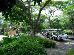 Getting Around Singapore Zoo Singapore Zoo Wildlife Reserves Singapore