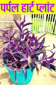 If kicked or stepped on, the stems may break. à¤ªà¤° à¤ªà¤² à¤¹ à¤° à¤ à¤ª à¤² à¤ à¤ à¤¸ à¤²à¤ à¤ à¤µ à¤ à¤¯à¤° à¤à¤° Purple Heart Plant In Hindi Shabdbeej In 2021 Purple Heart Plant Plants Plant Care