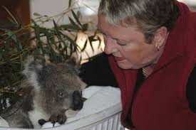 The suburbs that are danger zones for koalas