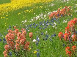 Wildflowers can be found through much of the spring and summer throughout the state of texas. East Texas Spring Wildflowers 1 Wild Flowers Spring Wildflowers Indian Paintbrush