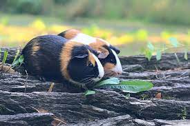 Fast & free shipping on many items! Guinea Pig Pictures Hd Download Free Images On Unsplash