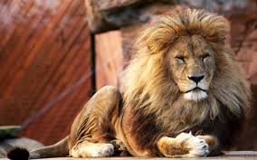 صور اسد مع العبارات صور الاسد ملك الغابة Photos Lion الإبداع