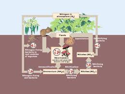 what are the 4 steps of nitrogen cycle earth how